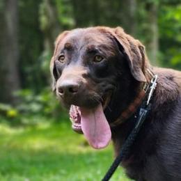 Ace in the Hole - Chocolate male Labrador Retriever puppy in Buffalo Valley, Tennessee from Buffalo Valley Breeders