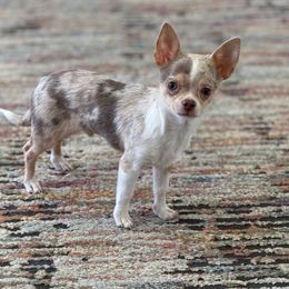 Mac - Chihuahua
