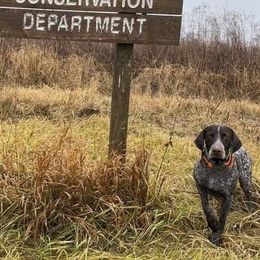 German Shorthaired Pointers from Majestik Kennels