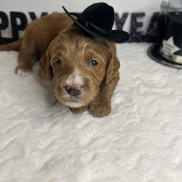 Simba - Red  male Goldendoodle puppy in Phoenix, Arizona from Amore Doodles & Poodles