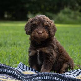 Fish Legs - Red phantom female Aussiedoodle puppy in Mountain Home, Arkansas from Amos and Oak Doodles
