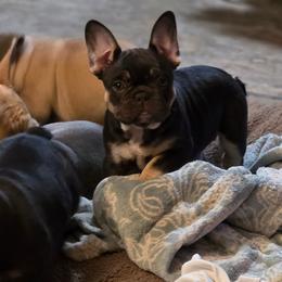 Female tri - Tricolors female French Bulldog puppy in Phoenix, Arizona from ANE French Bulldogs