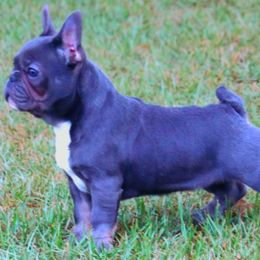 Girl 1 - French Bulldog puppy from Eastpoint Frenchies