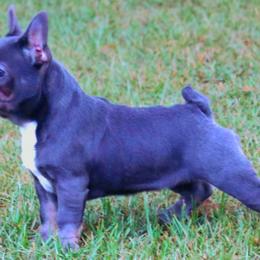 Girl 1 - French Bulldog puppy from Eastpoint Frenchies