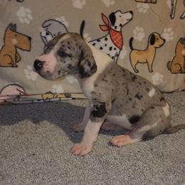 Cooper - Mantle merle male Great Dane puppy in Walker, Louisiana from La Rebel Danes