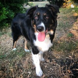 Australian Shepherd All Grown Up from K & R Australian Shepherds