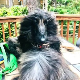 Kobe - Afghan Hound