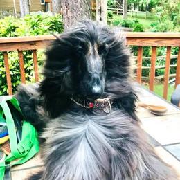 Kobe - Afghan Hound