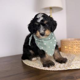 Bacon - Tri-color male Bernedoodle puppy in Sweetwater, Florida from Sandy Snout Doodles