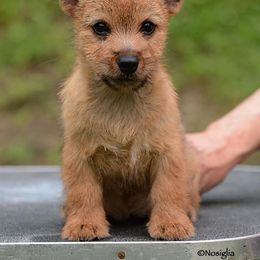 Labrador Retriever and Norwich Terrier Puppies from Rockycreek