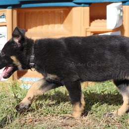 German Shepherd Puppies from Außer Gefahr German Shepherds