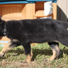 German Shepherd Puppies from Außer Gefahr German Shepherds