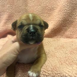 Phoebe - Red female American Staffordshire Terrier puppy in Marietta, Georgia from Ambition Amstaffs