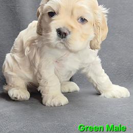 Green - Buff male Cocker Spaniel puppy in Lebanon, Missouri from Spring Hollow Cocker Spaniels