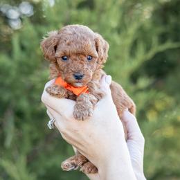 Boy 1 - male Goldendoodle puppy in Seymour, Missouri from Grace Acres Puppies