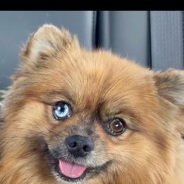 Shinobu - Pomeranian