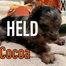 Cocoa - Merle Yorkipoo puppy in Canton, Texas from X-F Kennels