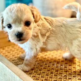 Smoothie - Apricot female Maltipoo puppy in Wendell, North Carolina from Teddys Teddy Bears