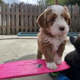 Bernedoodle, Poodle, and Saint Berdoodle Puppies from Myt fine doodles
