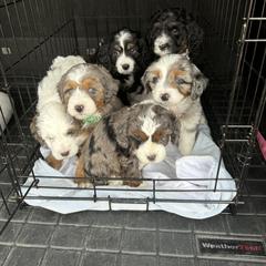 Australian Mountain Doodle and Bernedoodle Puppies from Boxwood Doodles