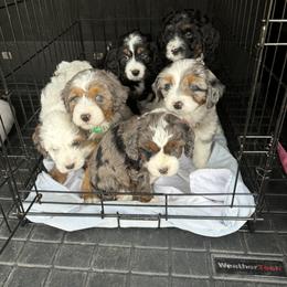 Australian Mountain Doodle and Bernedoodle Puppies from Boxwood Doodles