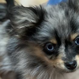 Pomeranians from Puppy Pomeranians
