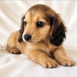 Curley (shaded cream) - Cream male Dachshund puppy in Sebring, Florida from Mini Weenies