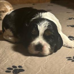 Pilgrim - Black white and tan male Cocker Spaniel puppy in Warrensburg, Missouri from Hirt House Saints