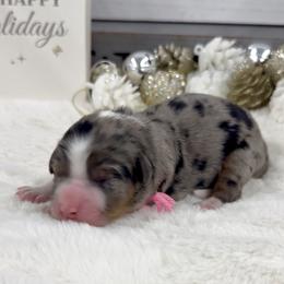 A Charlie Brown Christmas - Merle female Bernedoodle puppy in Hegins, Pennsylvania from Bubbling Springs Doodles, LLC