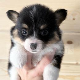 Kringle - 1300 - Black and tan male Pembroke Welsh Corgi puppy in Rozet, Wyoming from Hayday Ranch Corgis