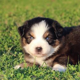 Australian Shepherd and Miniature Australian Shepherd Puppies from Sassy Lil Aussies