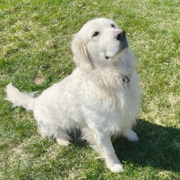Golden Retrievers from Shady Creek Goldens