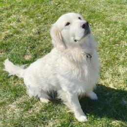 Golden Retrievers from Shady Creek Goldens
