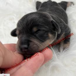 Romeo - Blue and cream male Dachshund puppy in Prescott, Arizona from Dachshund Family Love Breeders