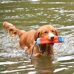Nova Scotia Duck Tolling Retrievers from RiverSong Tollers