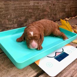Harvest - Red and white female Cockapoo puppy in Hermiston, Oregon from Columbia River Cockapoos