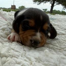 Toodles - Black white and tan male Beagle puppy in Kinta, Oklahoma from Beaver Creek Kennels