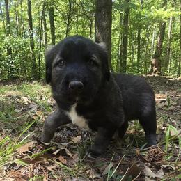 Girl 5- Lavender - Fawn female Anatolian Shepherd Dog puppy in La Grange, Georgia from Florida Anatolian Shepherds
