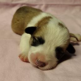 OFA parents, triple clear, red - Red female Pembroke Welsh Corgi puppy in Harpursville, New York from Rex Farm Corgis