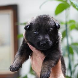 Ace - Sable male German Shepherd puppy in Coarsegold, California from Yosemite Shepherds