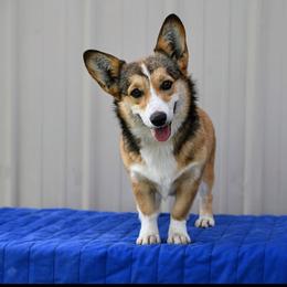 Lucy - Pembroke Welsh Corgi