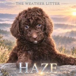 Boy 4 - male Bernedoodle puppy in Westminster, South Carolina from Goldendoodlepuppiessc