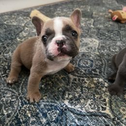 Podo - Fawn male French Bulldog puppy in Conroe, Texas from The Frenchie Farm