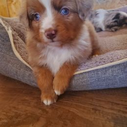 Miniature Australian Shepherd and Toy Australian Shepherd Puppies from Kinsley's Cuties & SouthPaw Creations