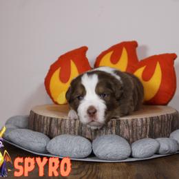 Australian Shepherd Puppies from Starlit Grove Australian Shepherds