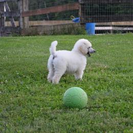 Poodle Puppies from D and D Standard Poodles