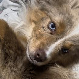 Miniature Australian Shepherds from KHA
