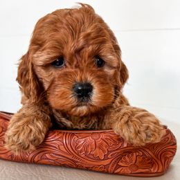 Cavapoo, Cockapoo, and Goldendoodle Puppies from Rocking JH Doodles