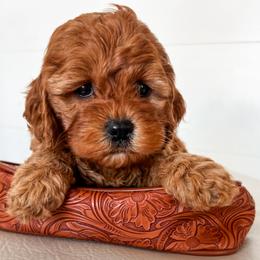 Cavapoo, Cockapoo, and Goldendoodle Puppies from Rocking JH Doodles