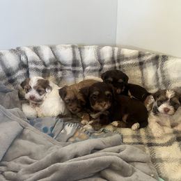 Anatolian Shepherd Dog and Havanese Puppies from Home with Havanese